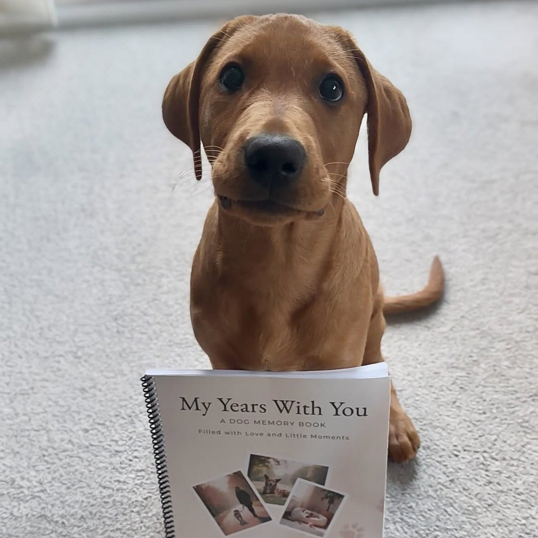 Brown puppy sitting behind the Chilli Keepsakes ‘My Years With You’ spiral dog memory book, with the front cover visible.